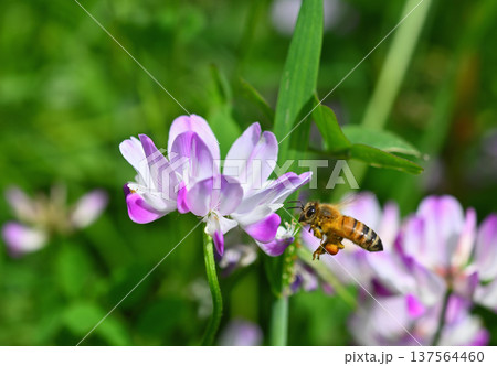 レンゲとミツバチ 137564460