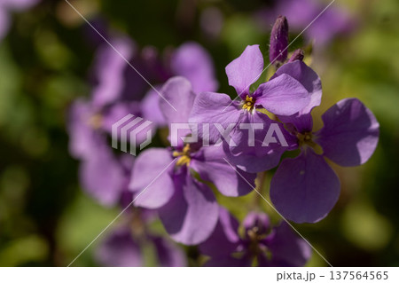 ムラサキハナナ(ショカツサイ)の花のクローズアップ 春の野草 ムラサキハナナ(ショカツサイ)の花のクローズアップ 春の野草 137564565