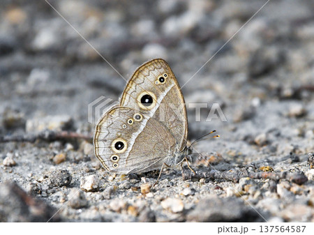 地面に降りた蝶（ヒメジャノメ） 137564587