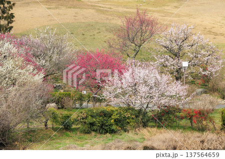 かざはやの里 満開の梅園 かざはやの里 満開の梅園 137564659