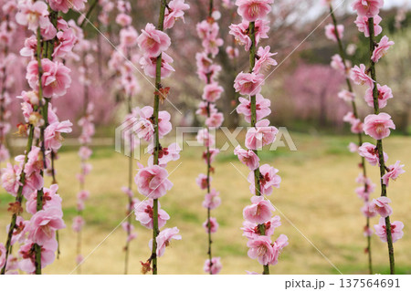 かざはやの里　満開の梅園 137564691