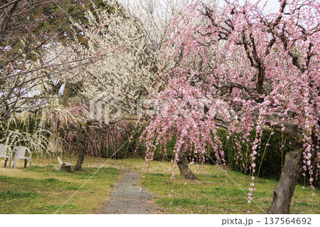 かざはやの里　満開の梅園 137564692