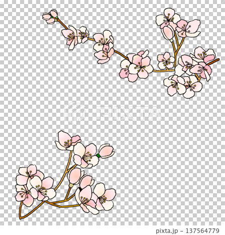 櫻花 櫻花 137564779