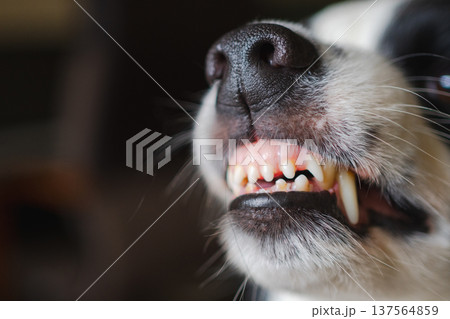 Dangerous angry dog. Aggressive puppy dog border collie baring teeth fangs looking aggressive dangerous. Guardian growling scary dog ready for attack. Pet infected by rabies. Dangerous angry dog. Aggressive puppy dog border collie baring teeth fangs looking aggressive dangerous. Guardian growling scary dog ready for attack. Pet infected by rabies. 137564859