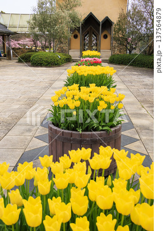 なばなの里 満開の河津桜とチューリップと枝垂れ梅 なばなの里 満開の河津桜とチューリップと枝垂れ梅 137564879