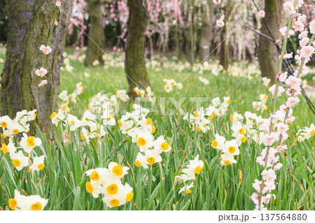 なばなの里 満開の河津桜とチューリップと枝垂れ梅 なばなの里 満開の河津桜とチューリップと枝垂れ梅 137564880