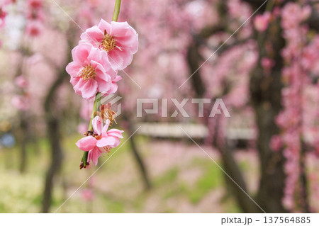 なばなの里 満開の河津桜とチューリップと枝垂れ梅 なばなの里 満開の河津桜とチューリップと枝垂れ梅 137564885