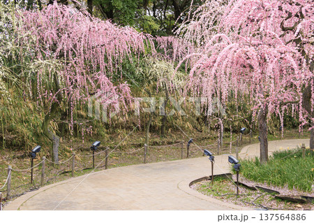なばなの里 満開の河津桜とチューリップと枝垂れ梅 なばなの里 満開の河津桜とチューリップと枝垂れ梅 137564886