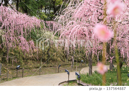 なばなの里 満開の河津桜とチューリップと枝垂れ梅 なばなの里 満開の河津桜とチューリップと枝垂れ梅 137564887