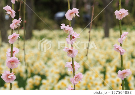 なばなの里 満開の河津桜とチューリップと枝垂れ梅 なばなの里 満開の河津桜とチューリップと枝垂れ梅 137564888