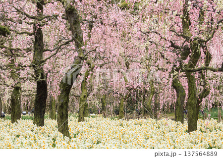 なばなの里　満開の河津桜とチューリップと枝垂れ梅 137564889