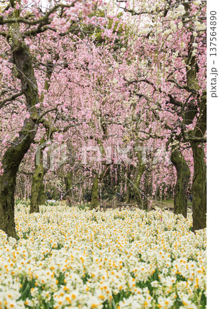 なばなの里 満開の河津桜とチューリップと枝垂れ梅 なばなの里 満開の河津桜とチューリップと枝垂れ梅 137564890