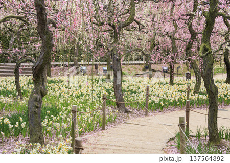 なばなの里　満開の河津桜とチューリップと枝垂れ梅 137564892
