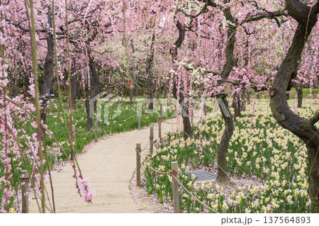 なばなの里 満開の河津桜とチューリップと枝垂れ梅 なばなの里 満開の河津桜とチューリップと枝垂れ梅 137564893