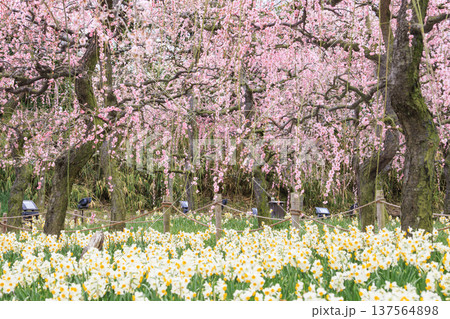 なばなの里 満開の河津桜とチューリップと枝垂れ梅 なばなの里 満開の河津桜とチューリップと枝垂れ梅 137564898