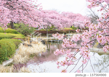 なばなの里 満開の河津桜とチューリップと枝垂れ梅 なばなの里 満開の河津桜とチューリップと枝垂れ梅 137564900