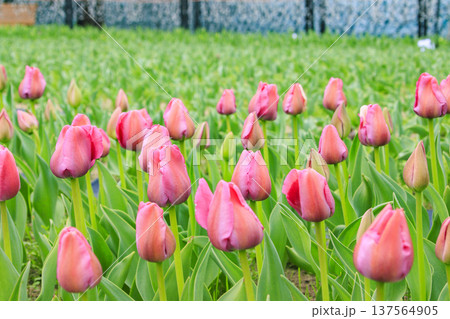 なばなの里　満開の河津桜とチューリップと枝垂れ梅 137564905