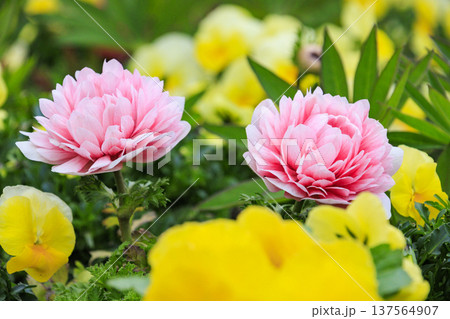 なばなの里　満開の河津桜とチューリップと枝垂れ梅 137564907