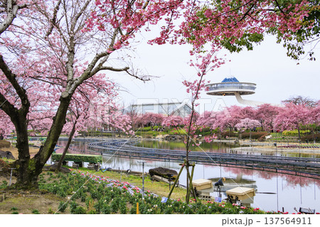 なばなの里 満開の河津桜とチューリップと枝垂れ梅 なばなの里 満開の河津桜とチューリップと枝垂れ梅 137564911