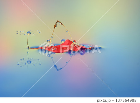 水滴写真　創作写真 137564988