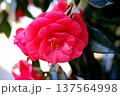 赤い椿の花 赤い椿の花 137564998