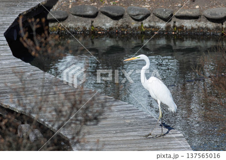 池に佇むシラサギ 池に佇むシラサギ 137565016
