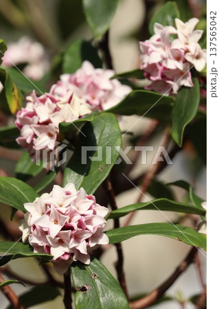 沈丁花 沈丁花 137565042