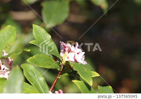 沈丁花とミツバチ 沈丁花とミツバチ 137565045