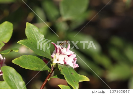 はちと沈丁花 137565047