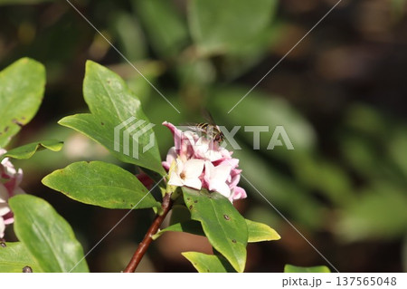 蜂と沈丁花 蜂と沈丁花 137565048