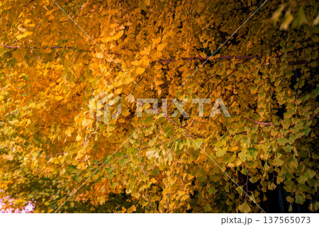 Nov 24 2025 Golden ginkgo trees flanking Imamiya Shrine entrance in Kyoto Nov 24 2025 Golden ginkgo trees flanking Imamiya Shrine entrance in Kyoto 137565073
