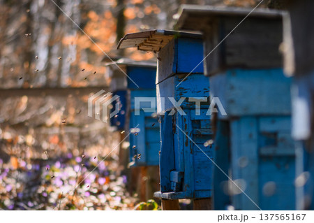 Colorful beehives standing in forest clearing during warm spring sunlight Colorful beehives standing in forest clearing during warm spring sunlight 137565167