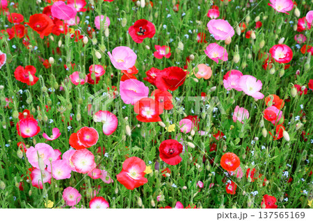 Colorful red and soft pink poppies growing densely in fresh green grass 137565169