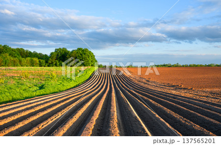 Wide cultivated field with symmetrical soil rows Wide cultivated field with symmetrical soil rows 137565201