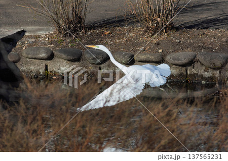 羽ばたくシラサギ 羽ばたくシラサギ 137565231