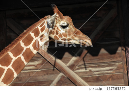 キリンの顔(動物園) キリンの顔(動物園) 137565272