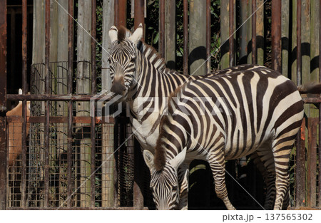 シマウマ(動物園) シマウマ(動物園) 137565302