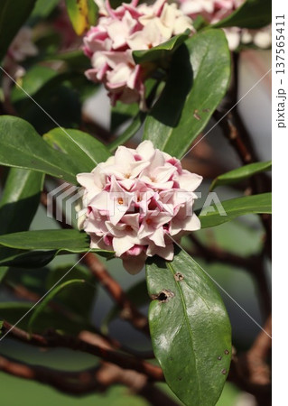 沈丁花 沈丁花 137565411