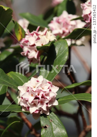 沈丁花 沈丁花 137565412