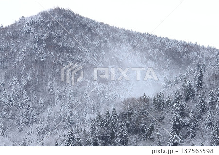雪煙舞う　樹氷の原生林　森 137565598