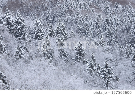 樹氷の原生林 森 樹氷の原生林 森 137565600