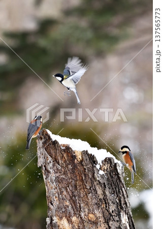 カラの競演 137565773