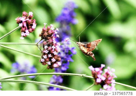 蜜を吸うオオスカシバ 137565778
