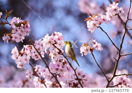 満開の桜の蜜を吸うメジロ 137565779
