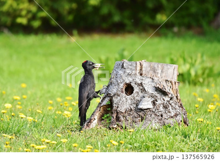 春の野でアリを探すクマゲラ 春の野でアリを探すクマゲラ 137565926