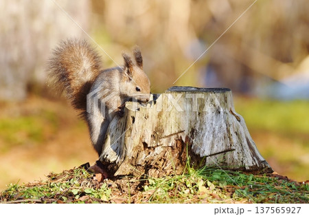 木の株でクルミを探すエゾリス 137565927