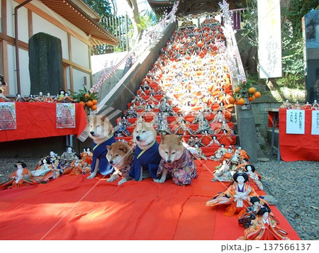 ワンコ家族の節句 ワンコ家族の節句 137566137