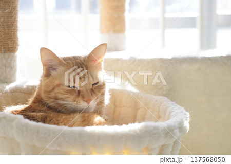 猫ちゃん親子の日常風景 猫ちゃん親子の日常風景 137568050