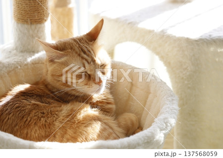 猫ちゃん親子の日常風景 137568059