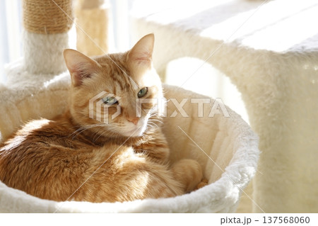 猫ちゃん親子の日常風景 猫ちゃん親子の日常風景 137568060